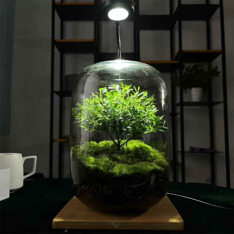Glass Terrarium Vase