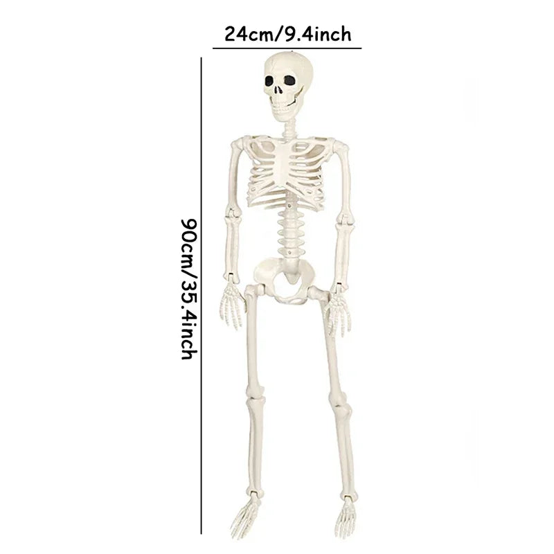 Movable Skeleton Skull & Bones