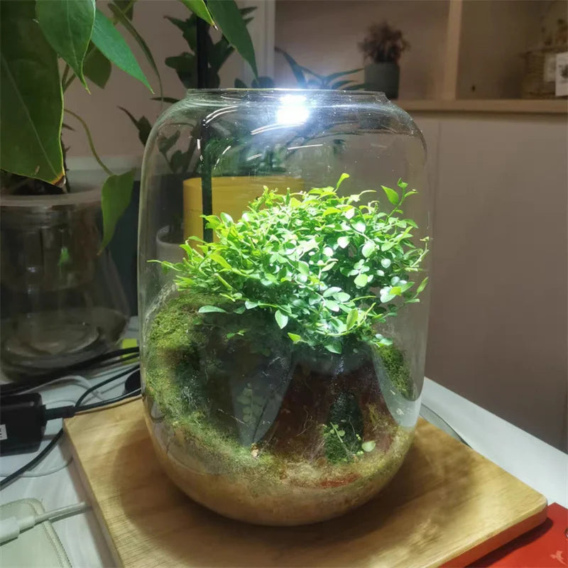 Glass Terrarium Vase