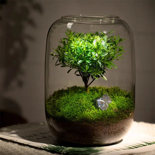 Glass Terrarium Vase