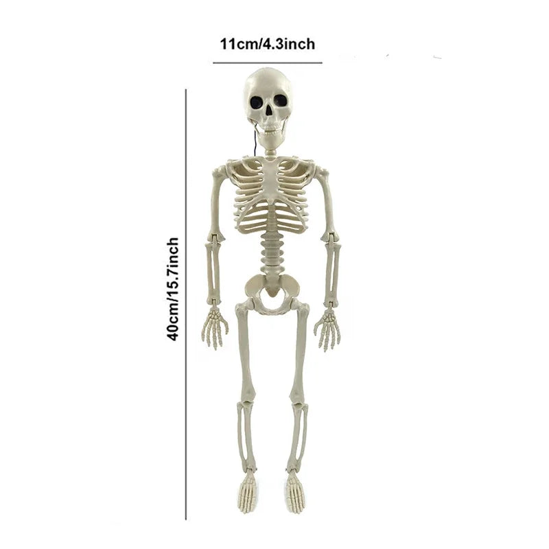 Movable Skeleton Skull & Bones
