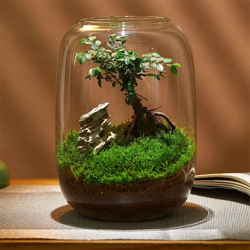 Glass Terrarium Vase