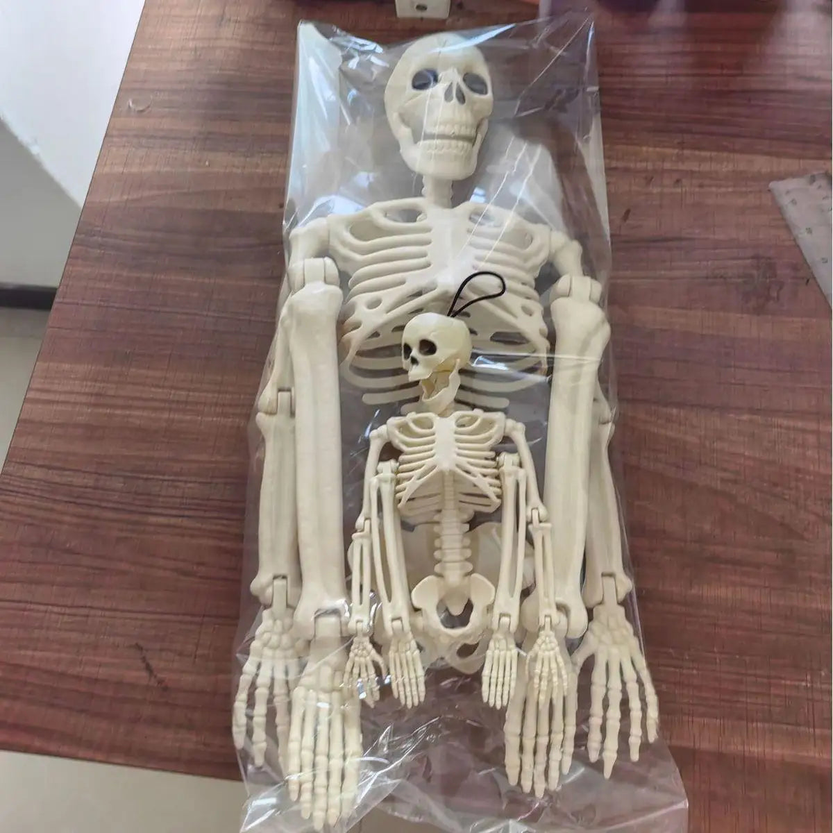 Movable Skeleton Skull & Bones