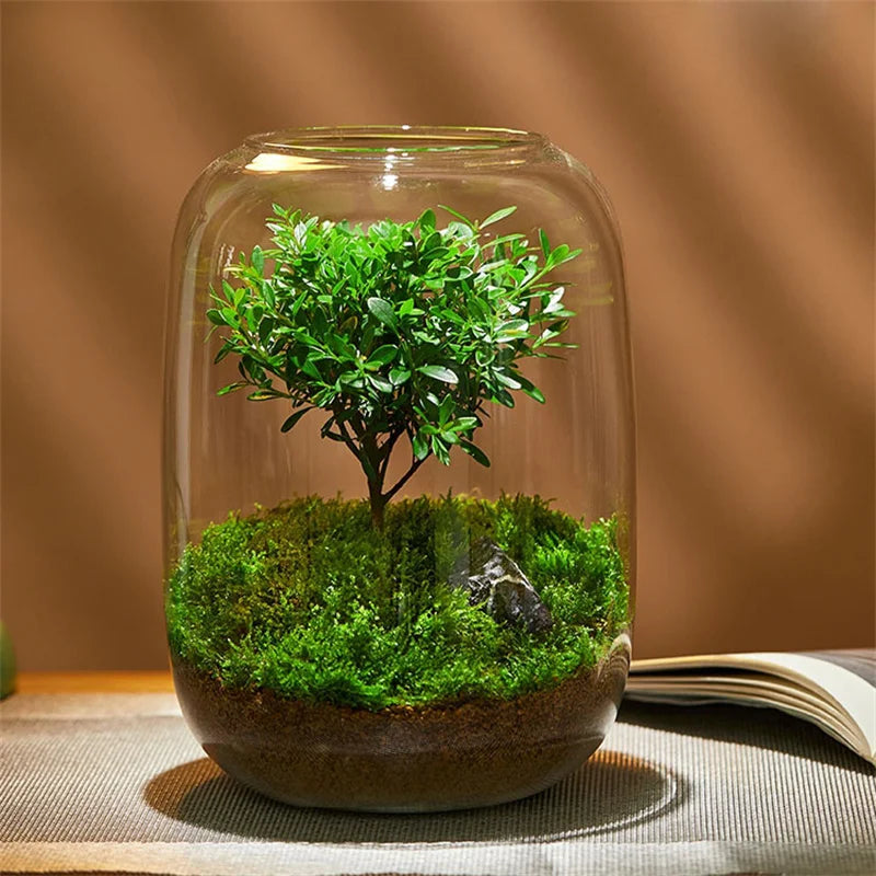 Glass Terrarium Vase